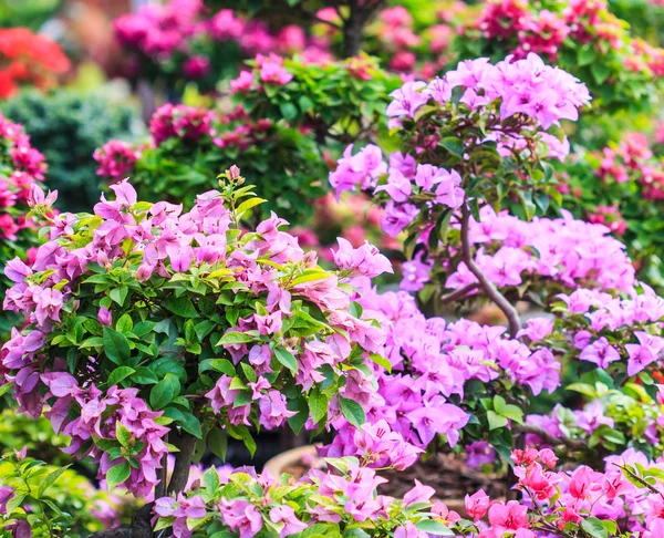 Bougainvillea virágok — Stock Fotó