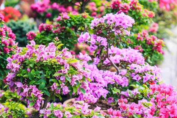Bougainvillea bloemen — Stockfoto