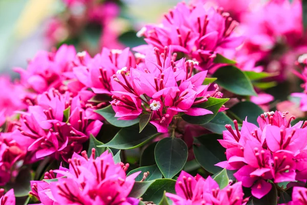 Bougainvillea virágok — Stock Fotó