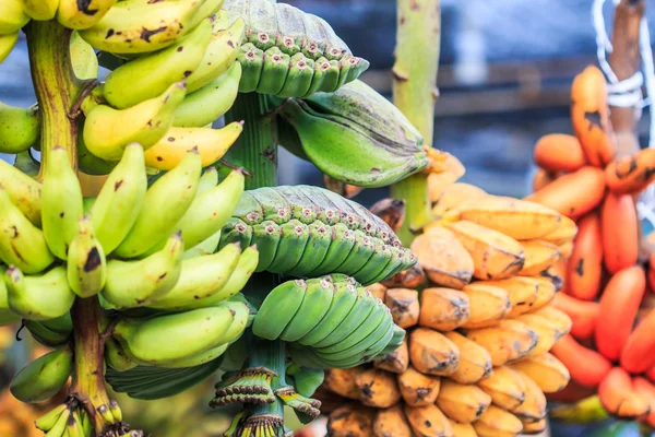 Grono dojrzałe banany — Zdjęcie stockowe