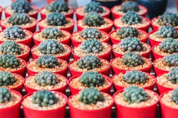 Pianta di cactus in vaso — Foto Stock
