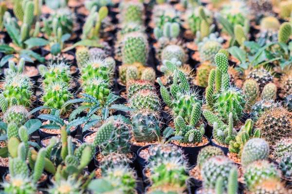 Pianta di cactus in vaso — Foto Stock