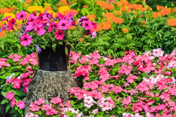 Petunias in flowers garden — Stock Photo, Image