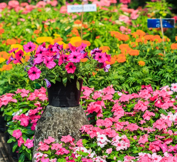 Petunyaların Çiçek bahçesinde — Stok fotoğraf
