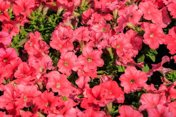 Vibrant pink petunias in bloom — Stock Photo, Image