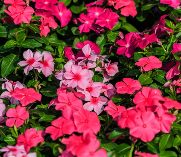 Leuchtend rosa Petunien in voller Blüte — Stockfoto