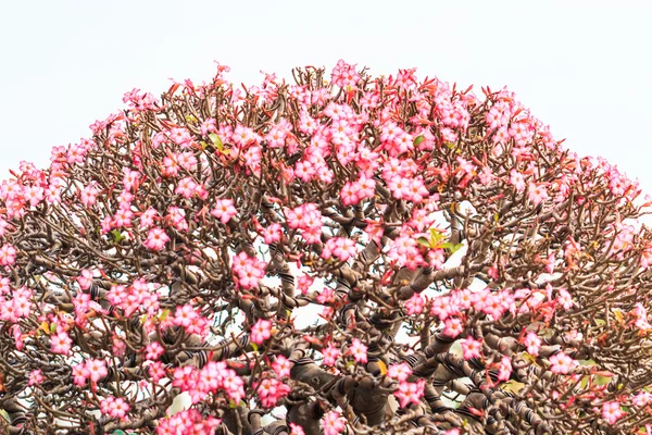 Desert Flower, adenium obesum — Stock Photo, Image