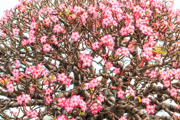 Desert Flower, adenium obesum — Stock Photo, Image