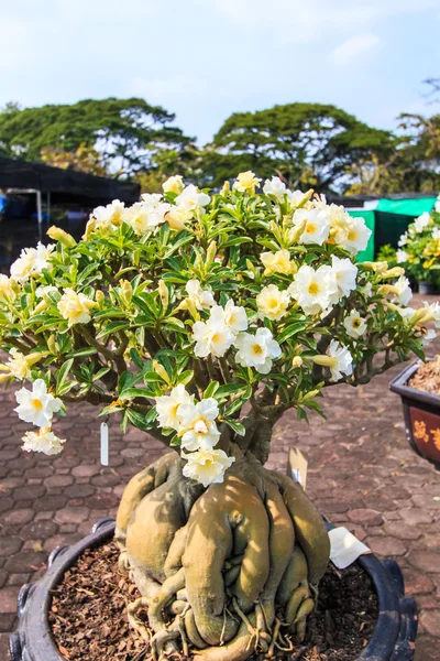 Λουλούδι της ερήμου, adenium obesum — Φωτογραφία Αρχείου