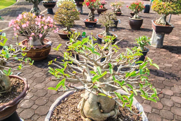 Desert Flower, adenium obesum — Stock Photo, Image