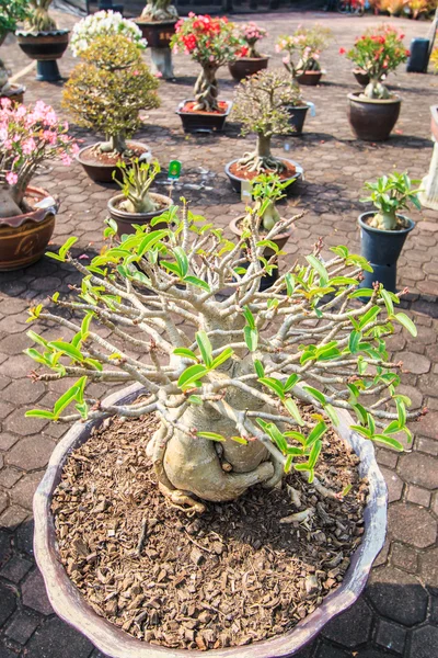 Desert Flower, adenium obesum — Stock Photo, Image