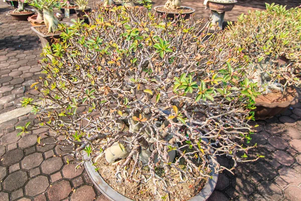 Flor do Deserto, adenium obesum — Fotografia de Stock