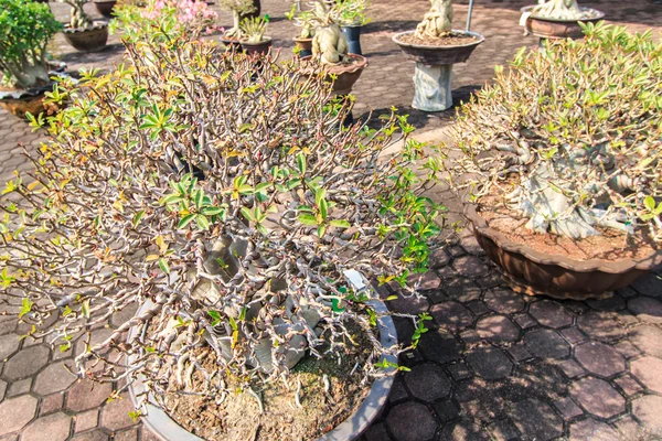 사막 꽃, adenium obesum — 스톡 사진