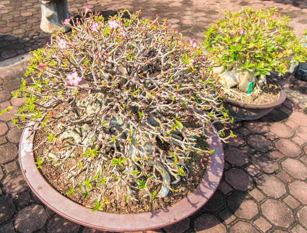 사막 꽃, adenium obesum — 스톡 사진