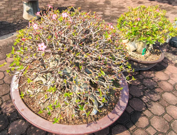 Flor do Deserto, adenium obesum — Fotografia de Stock