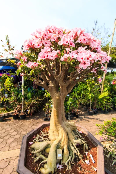 Çöl çiçeği, adenium obesum