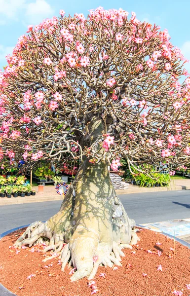 Flor do Deserto, adenium obesum — Fotografia de Stock