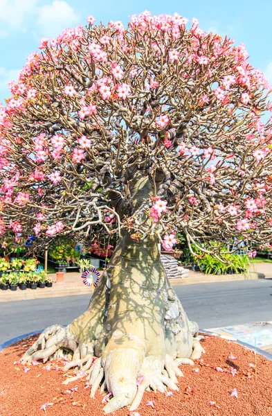 Flor do Deserto, adenium obesum — Fotografia de Stock