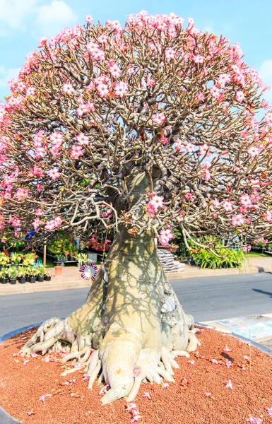 Pouštní květina, adenium obesum — Stock fotografie