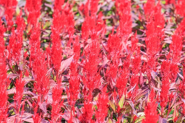 Coloridas flores de peine de gallo — Foto de Stock