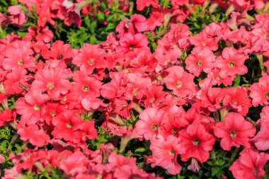 Canlı pembe petunyaların çiçek