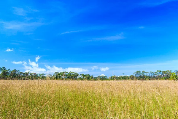 Meadow landscape grassland — Stock Photo, Image