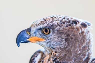 Taç kartal