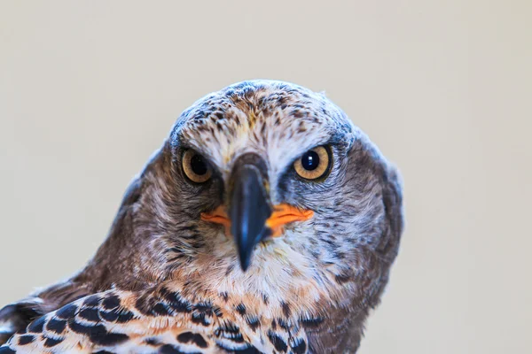 Eagle gekroond — Stockfoto