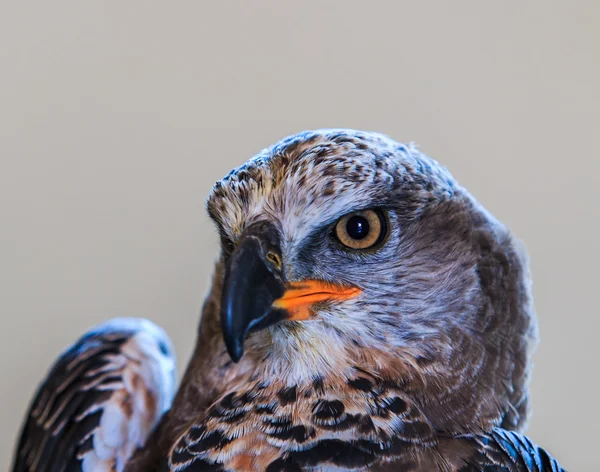 Águila coronada — Foto de Stock