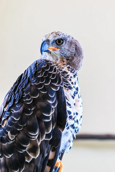 Adler gekrönt — Stockfoto