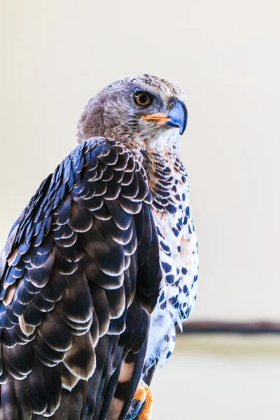 Águila coronada —  Fotos de Stock