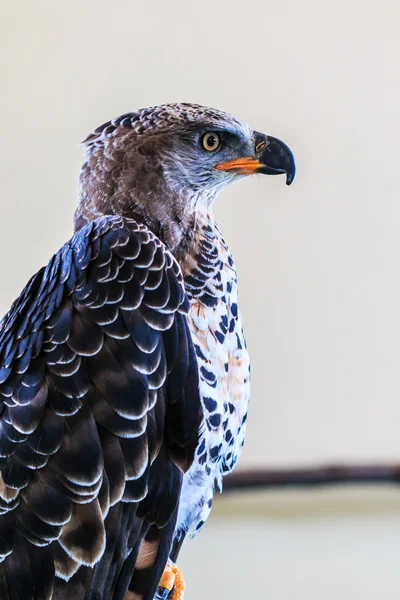 Eagle Crowned — Stock Photo, Image