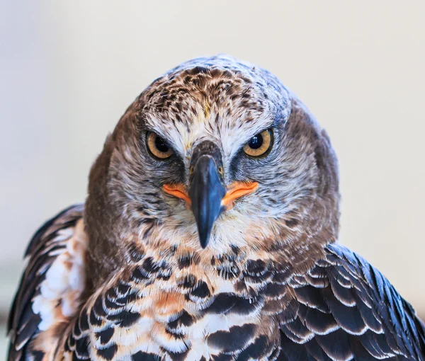 Eagle gekroond — Stockfoto