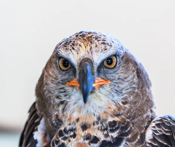 Águila coronada — Foto de Stock