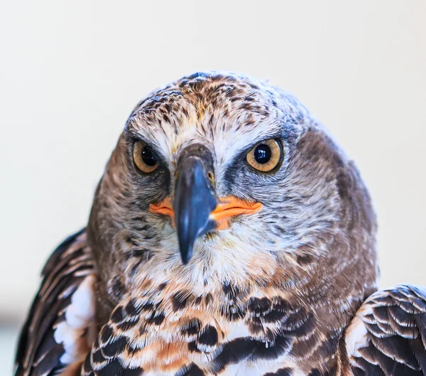 Eagle Crowned — Stock Photo, Image