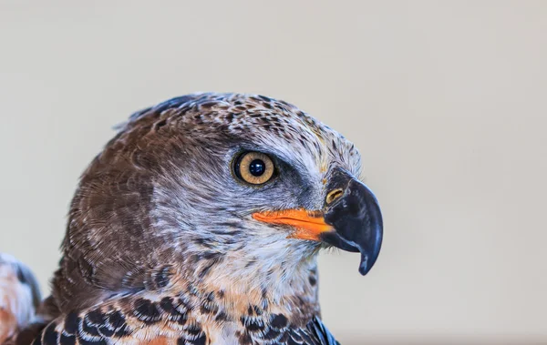 Eagle Crowned — Stock Photo, Image