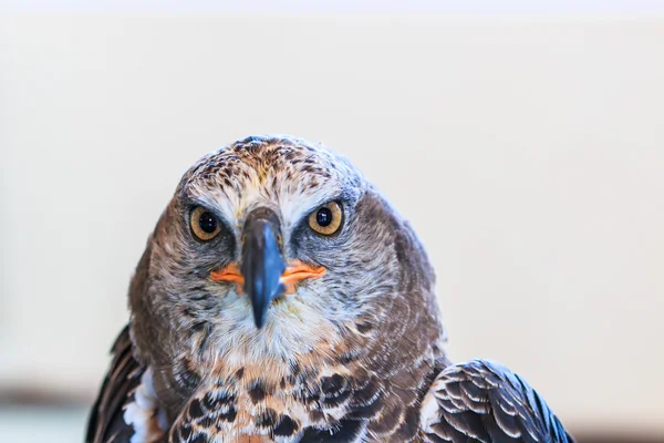 Eagle gekroond — Stockfoto