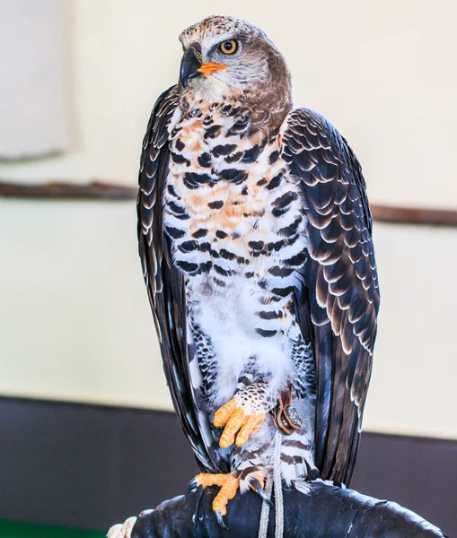 Eagle Crowned — Stock Photo, Image