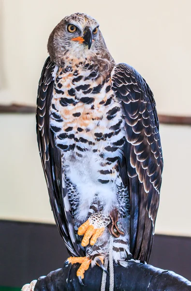 Eagle gekroond — Stockfoto