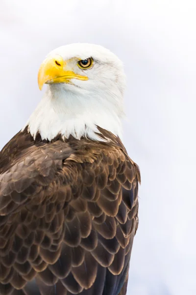 Águia Americana — Fotografia de Stock