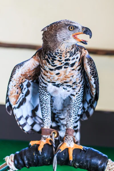 Aquila incoronata — Foto Stock