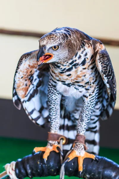 Vulturul încoronat — Fotografie, imagine de stoc