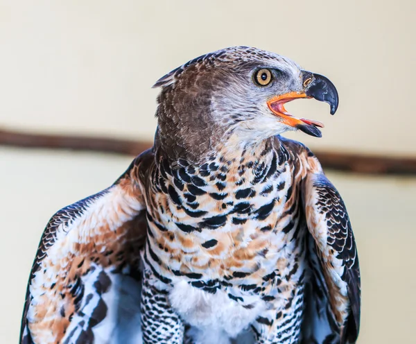 Vulturul încoronat — Fotografie, imagine de stoc