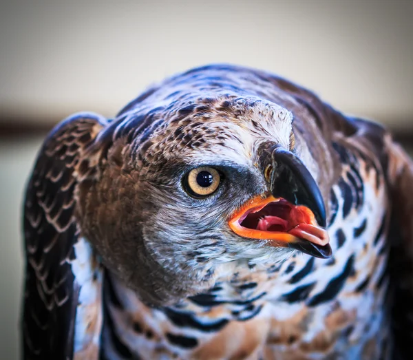 Águila coronada — Foto de Stock