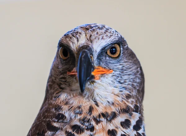 Eagle gekroond — Stockfoto