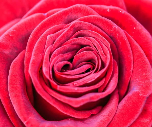 Red rose — Stock Photo, Image