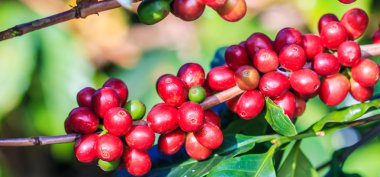Kahve çekirdekleri arabica ağaç üzerinde