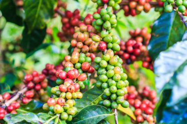 Kahve çekirdekleri arabica ağaç üzerinde