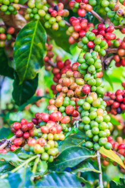 Kahve çekirdekleri arabica ağaç üzerinde