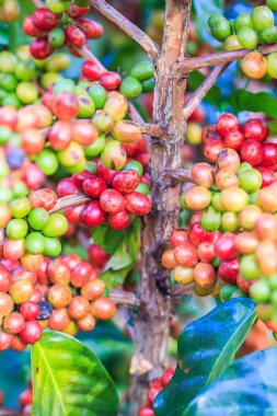 Kahve çekirdekleri arabica ağaç üzerinde